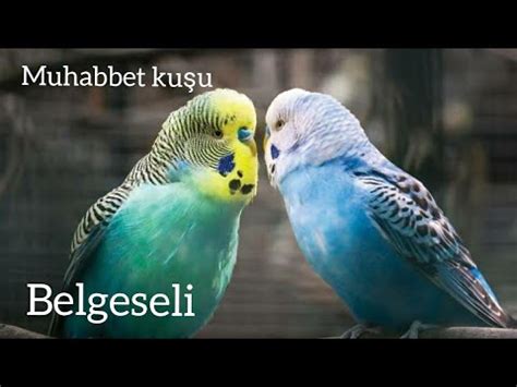 Muhabbet kuşu belgeseli